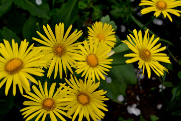 Yellow Daisy flower. Chamomile. Doronicum. Perennial plant. Beautiful flower background of nature