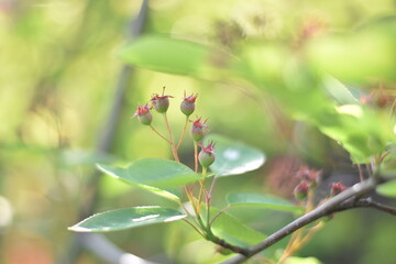 Unreife Beeren einer Felsenbirne (Amelanchier)