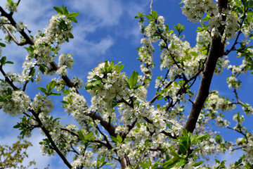 Prunus. Beautiful floral spring abstract background of nature. Plum tree. Spring white flowers on a tree branch. Plum tree in bloom. Spring, seasons, white flowers on plum tree close-up