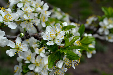 Plum tree. Prunus. Beautiful floral spring abstract background of nature. Spring white flowers