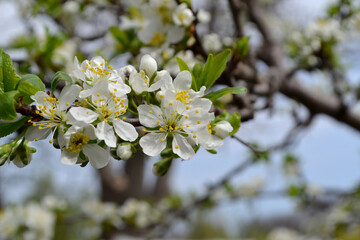 Plum tree. Prunus. Spring white flowers on a tree branch. Beautiful floral spring abstract background of nature. Plum tree in bloom. Spring, seasons, white flowers on plum tree close-up