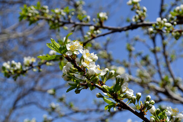 Plum tree. Prunus. Beautiful floral spring abstract background of nature. Spring white flowers on a tree branch. Plum tree in bloom. Spring, seasons, white flowers on plum