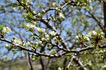 Plum tree. Prunus. Beautiful floral spring abstract background of nature. Spring white flowers on a tree branch. Plum tree in bloom. Spring, seasons, white flowers on plum tree