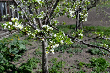 Fototapeta na wymiar Plum tree. Beautiful floral spring abstract background of nature. Prunus. Spring