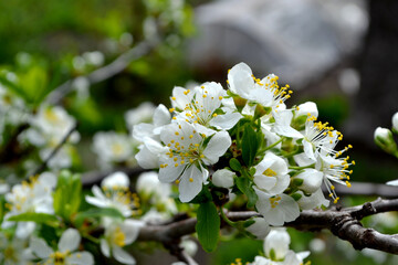 Obraz na płótnie Canvas Plum tree in bloom. Beautiful floral spring abstract background of nature. Plum tree. Prunus. Spring white flowers on a tree branch. Spring, seasons, white flowers on plum