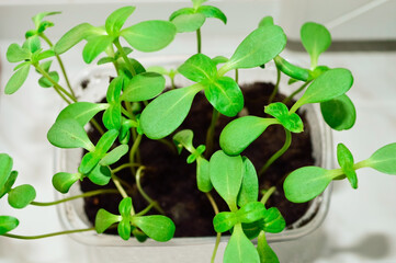 close-up - green seedlings of flowers growing up at home in a cup