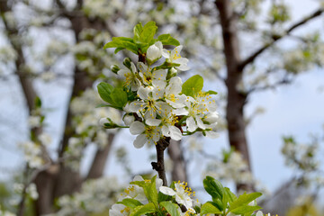 Beautiful floral spring abstract background of nature. Plum tree. Prunus