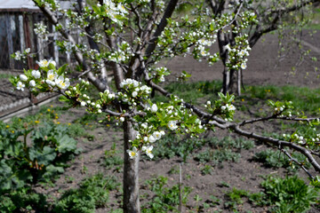 Fototapeta na wymiar Beautiful floral spring abstract background of nature. Plum tree. Prunus