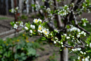 Beautiful floral spring abstract background of nature. Plum tree. Prunus