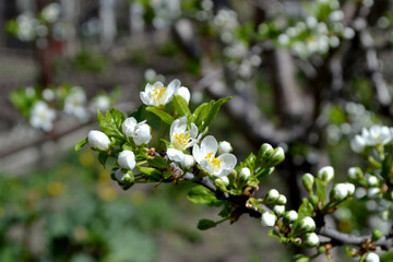Beautiful floral spring abstract background of nature. Plum tree. Prunus