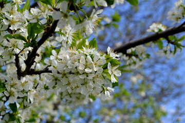 Beautiful floral spring abstract background of nature. Plum tree. Prunus