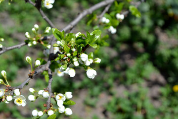 Beautiful floral spring abstract background of nature. Plum tree. Prunus