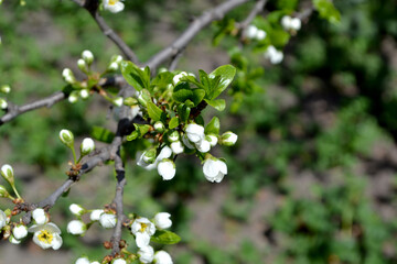 Beautiful floral spring abstract background of nature. Plum tree. Prunus