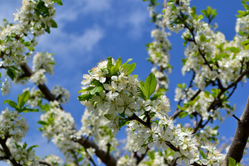Beautiful floral spring abstract background of nature. Plum tree. Prunus
