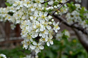 Beautiful floral spring abstract background of nature. Plum tree. Prunus
