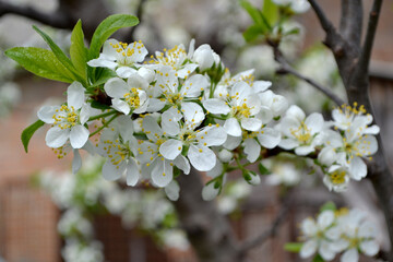 Beautiful floral spring abstract background of nature. Plum tree. Prunus
