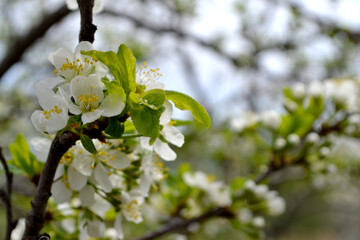 Beautiful floral spring abstract background of nature. Plum tree. Prunus