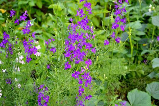Field consolidation. Consolida regalis. Delicate inflorescences. Beautiful flower abstract background of nature. Summer landscape. Floriculture, home flower bed. Home