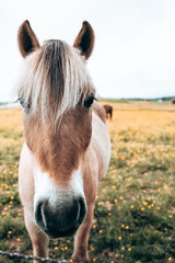 Obraz premium Horse Closeup on a field. Beautiful brown horse