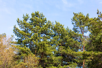 Fototapeta na wymiar Green pine branches in the park.