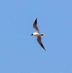 Fototapeta na wymiar Seagull in flight against sky.