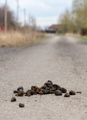 Horse droppings on the road.