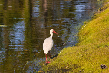 Obraz premium Sand Cranes in Stuart Florida