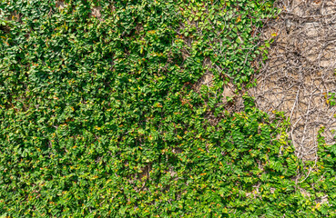 Leaves Nature Background Beautiful Green Arrangement Background Image