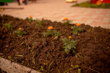 planting perennial flowers in a flower bed, in a garden. planting a flowering bush, flowers spring, cleaning the territory, landscape design, garden work, cleanup, summer cottage