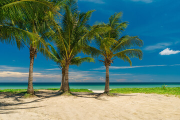 Obraz na płótnie Canvas Three large coconut palms on a white sandy beach. Summer vacation and nature travel adventure concept.