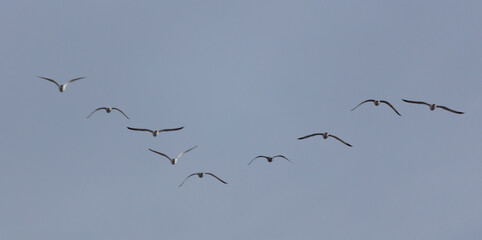 A flock of seagulls in flight against a gray sky