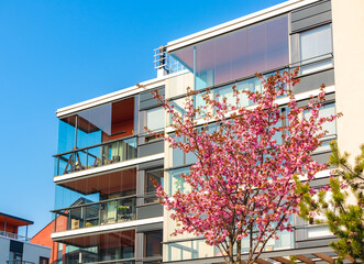 Blooming Cherry tree in front of modern apartment building in residential area. Spring in city...