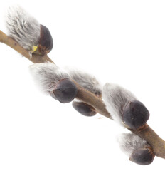 Willow branch isolated on white background.