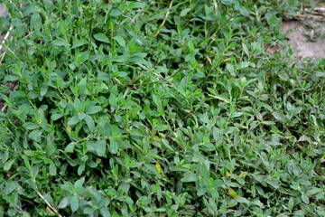 Knotweed bird. Beautiful herbal abstract background of nature. Polygonum aviculare. Annual herbaceous plant. Spring landscape. Beautiful plant