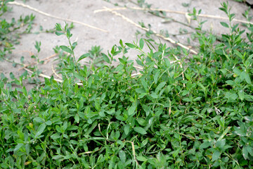 Knotweed bird. Polygonum aviculare. Spring landscape