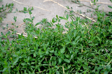 Knotweed bird. Polygonum aviculare. Spring landscape