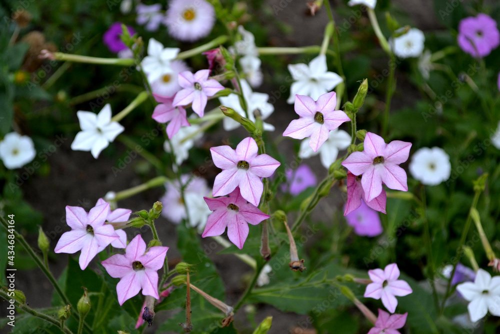 Wall mural Fragrant tobacco. Tobacco. Nicotiana alata. Perennial flowering plant