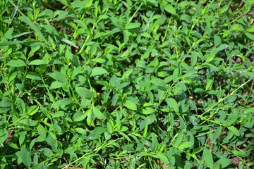 Knotweed bird. Polygonum aviculare. Spring landscape