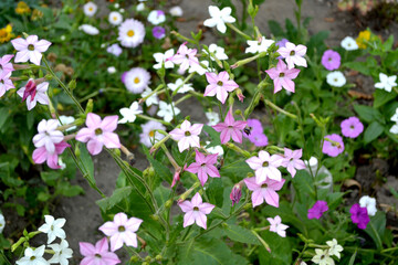 Fragrant tobacco. Tobacco. Nicotiana alata. Perennial flowering plant. Beautiful flower abstract background of nature. Summer landscape. Floriculture, home flower bed. Home garden, field