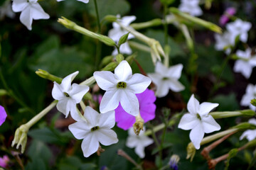 Fragrant tobacco. Tobacco. Nicotiana alata. Perennial flowering plant