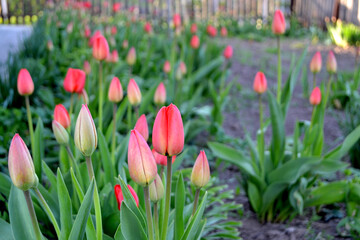 Tulipa. Tulip. Perennial flowering plant. Beautiful flower abstract background of nature. Spring landscape. Red buds. Floriculture, home flower bed. Home garden, field