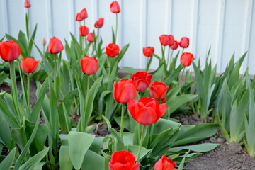 Tulipa. Tulip. Perennial flowering plant. Beautiful background of nature. Spring. Red flowers