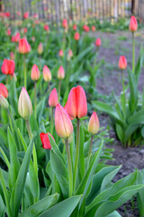 Beautiful flower abstract background of nature. Spring landscape. Tulip. Tulipa