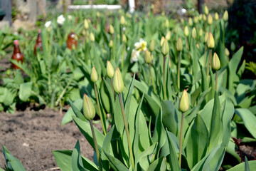 Beautiful flower abstract background of nature. Spring landscape. Tulip. Tulipa