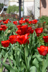 Beautiful flower abstract background of nature. Spring landscape. Tulip. Tulipa