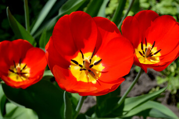 Fototapeta premium Beautiful flower abstract background of nature. Spring landscape. Tulip. Tulipa