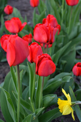 Beautiful flower abstract background of nature. Spring landscape. Tulip. Tulipa