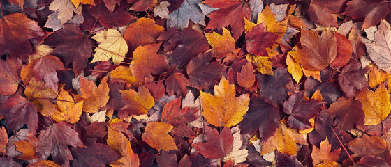 Fototapeta premium Scattered colorful red, orange and yellow fall maple leaves banner background. Colors of gold autumn. Seasonal decoration concept. Simple saesonal holiday design template.Top view, flat lay.