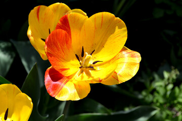 Beautiful flower abstract background of nature. Spring landscape. Tulip. Tulipa