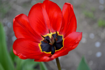 Fototapeta premium Beautiful flower abstract background of nature. Spring landscape. Tulip. Tulipa